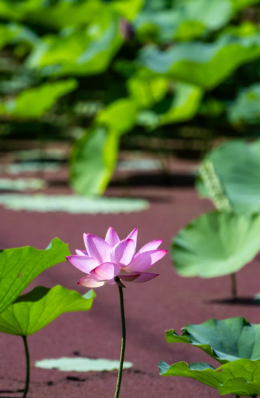 Lotus Painting